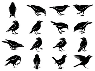 Obraz premium Set of black crow or raven silhouettes in dynamic action poses with silhouette wildlife collection standing isolated