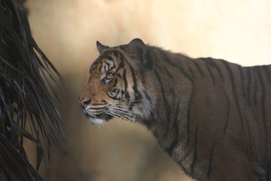 A Sumatran Tiger at a local zoo