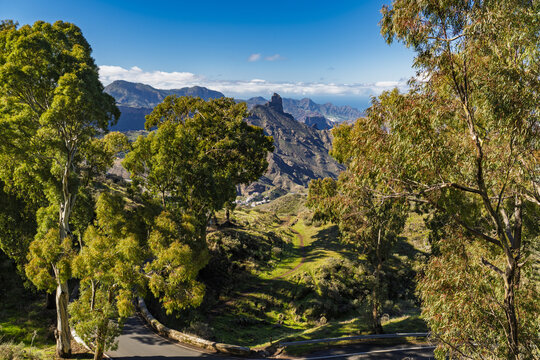 View of the mountainous landscape of Tejeda with eucalyptus trees in the foreground, rugged peaks, and a winding road under a clear blue sky in Tejeda, Canary Islands, Spain.