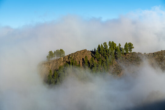 View of the rocky mountain ridge of Tejeda adorned with pine trees emerging from a sea of clouds under a clear blue sky in Tejeda, Canary Islands, Spain.