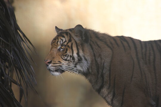 A Sumatran Tiger at a local zoo