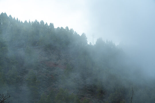View of Caldera de los Marteles surrounded by dense pine forest shrouded in thick morning mist on a hillside in Las Palmas, Canarias, Spain.