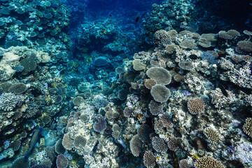 Obraz premium Colorful Coral Reef Formation in Clear Tropical Ocean Water