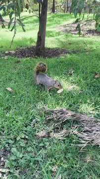 Eastern gray squirrel foraging for food in the green grass beneath a tree during a sunny day in this candid wildlife nature video footage showing the small mammal munching on a nut with its tiny paws 