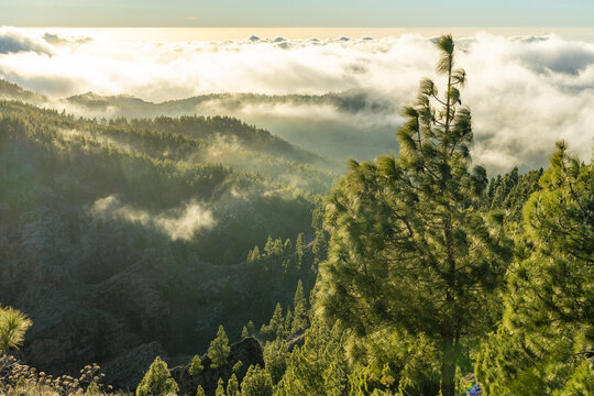 View of Pico de las Nieves with pine trees and mist-covered mountain slopes illuminated by golden hour light in Las Palmas, Canary Islands, Spain.