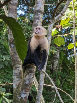Close-up portrait of a white-faced capuchin monkey resting on a tree in tropical forest