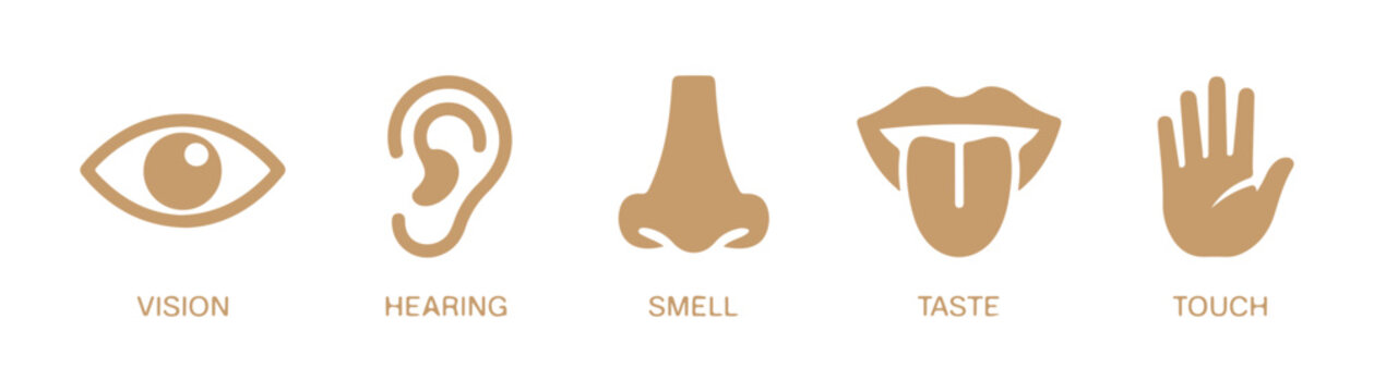 Tan colored five senses vector set including eye ear nose tongue and hand symbols for skin care marketing.