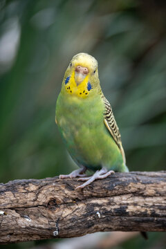 Close up of a vibrant green and yellow budgerigar parrot, also known as a common parakeet, perched on a rustic branch, looking intently at the viewer with its bright eyes. Photographed at Africam Safa