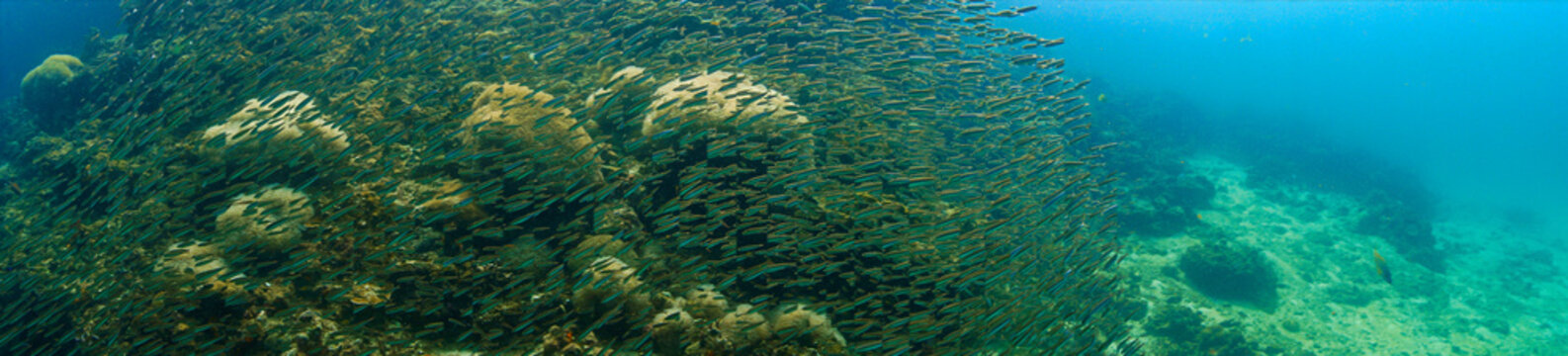 Beautiful school of fish at a coral reef. Underwater panorama photo from a scuba dive