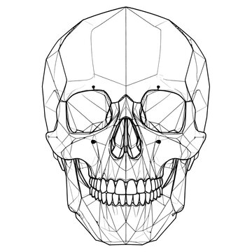 Detailed anatomical line drawing of human skull.