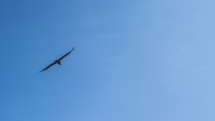 Silhouette of a flying condor against a clear blue sky. A large, beautiful bird of prey flies with its wings outstretched. Peru.  Colca Canyon. The left side of the frame. Copy space. © Вера 