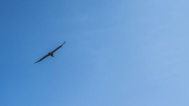 Silhouette of a flying condor against a clear blue sky. A large, beautiful bird of prey flies with its wings outstretched. Peru.  Colca Canyon. The left side of the frame. Copy space.