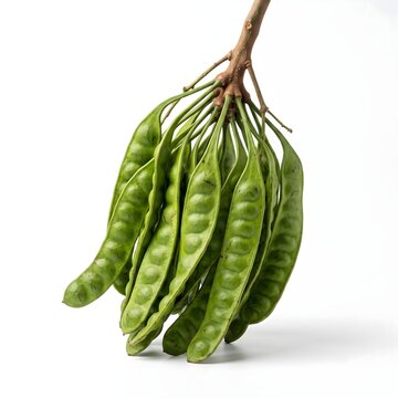 Fresh Petai Stink Beans Bunch with Multiple Green Pods Isolated for Food and Ingredient Concepts