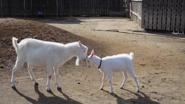 Goat head-butting: An adult and a kid goat butt heads, possibly playful or teaching