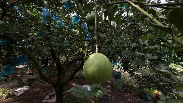 Close-up of pomelo fruit, with plastic covered pomelos hanging from tree in the background