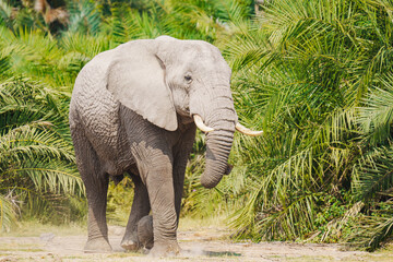 Naklejka premium elephant