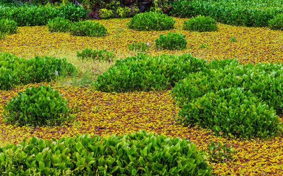 Aquatic plant landscape in wetland ponds: Water lilies and green duckweed covering the water surface.