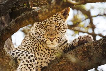 leopard in the tree © Yiling