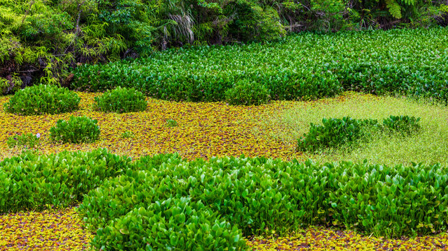 Aquatic plant landscape in wetland ponds: Water lilies and green duckweed covering the water surface.