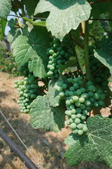 Summerland Vines © Sam