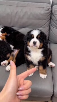 Two Cute Bernese Mountain Dog Puppies Sitting on a Couch