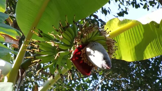 A horizontal Full HD shot of a traditional Thai lady finger banana tree, Leb Mue Nang, showing a unique bunch of slim green bananas with prominent dried pistils and a large blossom.