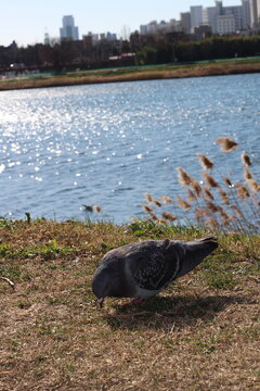 韓国の鳩