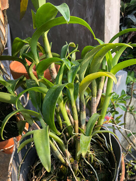 Potted dendrobium orchid growing with visible roots and stems. Suitable for gardening, plant care, home cultivation, horticulture, and tropical ornamental plant themes.