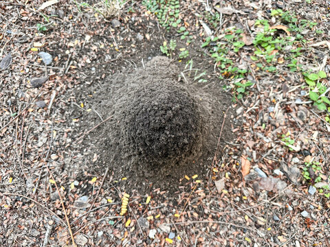 A detailed overhead close-up captures a small, perfectly formed mound of dark, excavated soil built by ants on a forest floor.