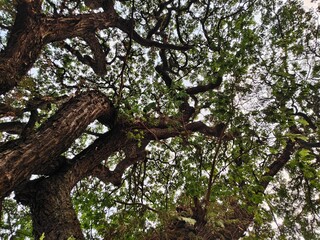 Fototapeta premium tree in spring