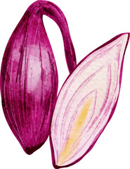 Watercolor red onion half and whole bulb
