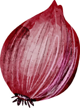 Watercolor red onion with pink and purple hues