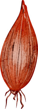 Red onion with roots watercolor illustration