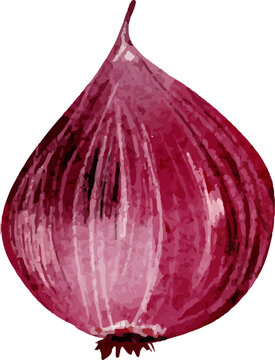 Watercolor red onion with transparent background
