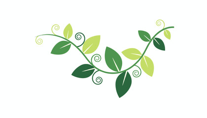 Obraz premium Elegant green botanical vine with delicate leaves and swirling tendrils, perfect for decorative headers.