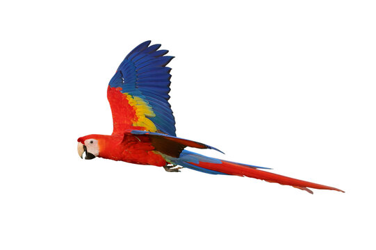 Colorful flying Scarlet Macaw parrot isolated on transparent background png file