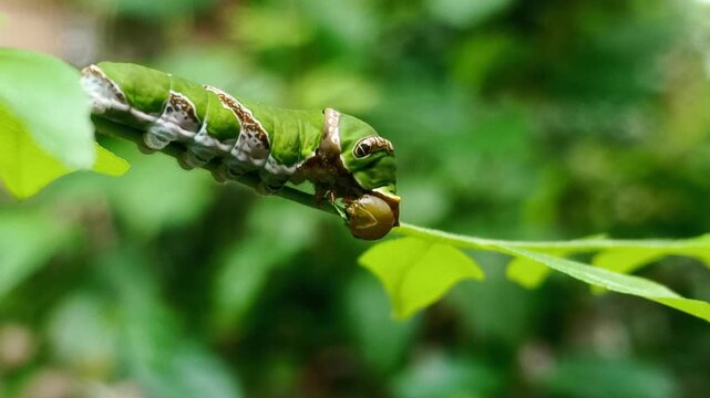 Close-up shot shows the side profile of a Common Mormon (Papilio polytes) butterfly caterpillar feeding on a Curry leaf (Murraya koenigii, Rutaceae).