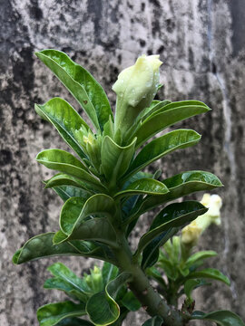 Soft yellow adenium flower bud growing on green foliage with water droplets. Tropical ornamental succulent plant showing natural beauty, gardening inspiration, and floral decoration concept.