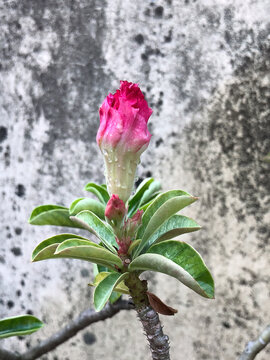 Pink adenium bud displaying layered petals before flowering. Detailed tropical ornamental plant with green leaves, suitable for gardening, botanical, and natural design themes.