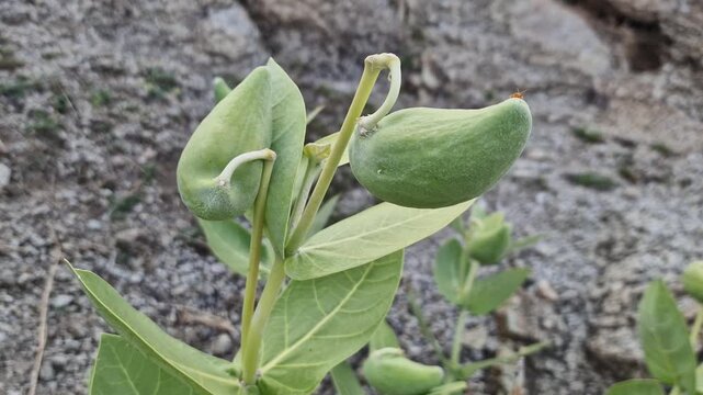 Calotropis procera, Giant Milkweed or Apple of Sodom mountainy plant 