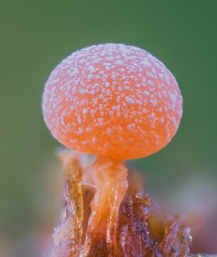 Slime mold - Physarum viride, it's a small protist organism
