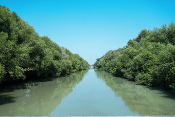 Fototapeta premium Symmetrical calm water channel flowing through dense tropical mangrove trees ecosystem