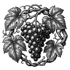 Naklejka premium A monochromatic vintage engraving captures a lush cluster of ripe grapes surrounded by winding vines and broad foliage in a sophisticated style reminiscent of traditional agricultural woodcut