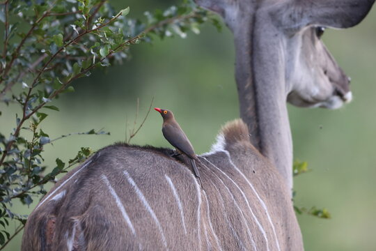 The red-billed oxpecker (Buphagus erythrorynchus) is a passerine bird in the oxpecker family, Buphagidae. This photo was taken in Kurger National Park, South Africa