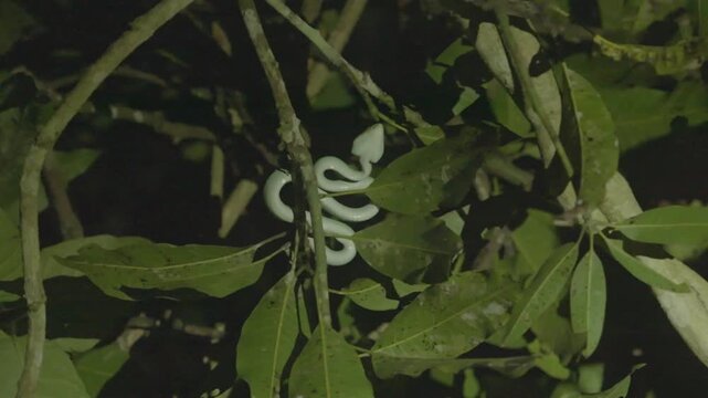 Static close-up shot of a bright green pit viper coiled among leaves on a tree branch, resting quietly under spot lighting during a night jungle search.