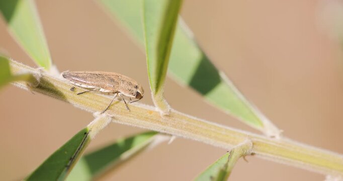 Golden Jewel Beetle on a branch; slow motion winter morning macro basking