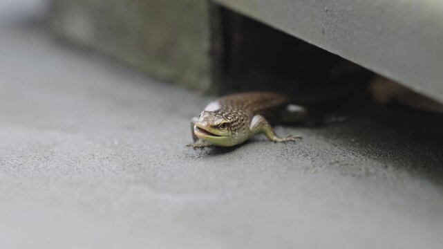 Macro static shot of a Common Sun Skink peeking from under a concrete ledge with its mouth slightly parted, giving the humorous appearance of a smile as it chews.