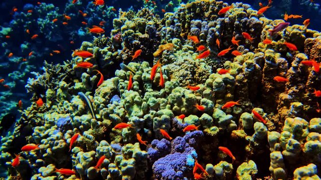 Dense school of orange anthias swim around colorful reef coral