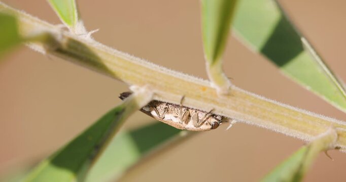 Gilded jewel beetle bug clinging to winter branch underside ; detailed golden shell sunlight B-roll