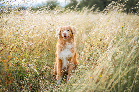 Nova Scotia Duck Tolling Retriever standing in tall sunlit meadow grass, golden summer field and soft dreamy natural background